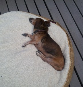 Buddy Sunbathing
